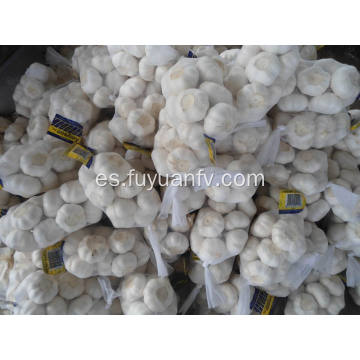 Pure White Garlic 5.5-6.0cm